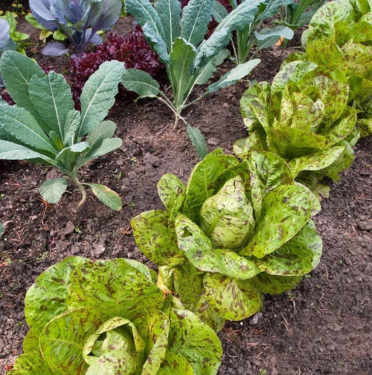 Lettuce Freckles Romaine 500 - 5000 seeds Heat resistant baby leaf non GMO