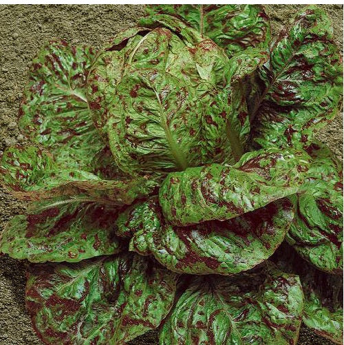 Lettuce Freckles Romaine 500 - 5000 seeds Heat resistant baby leaf non GMO
