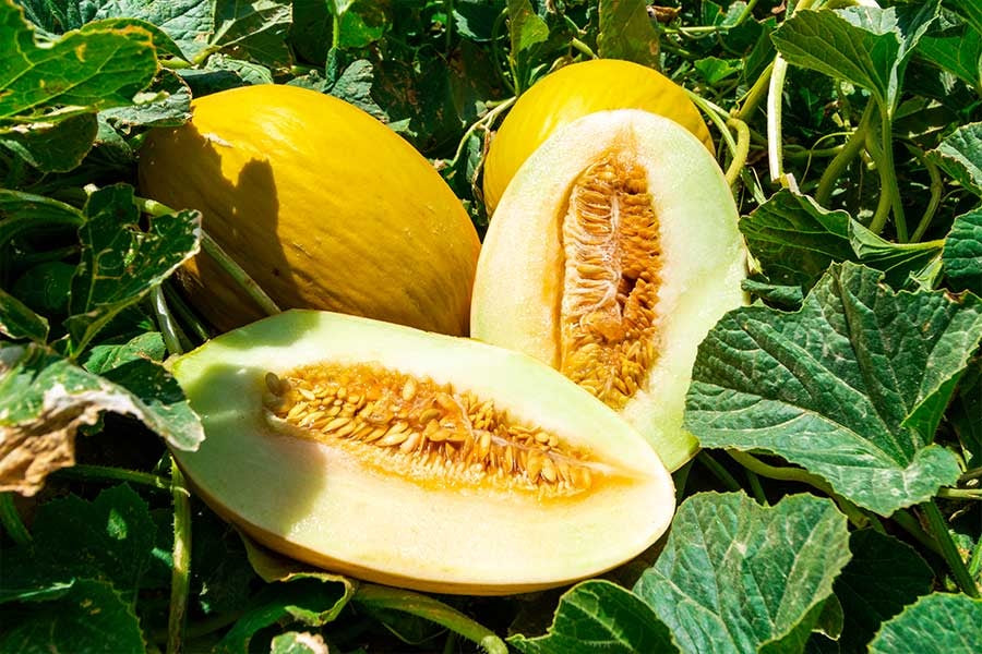 Amarillo Oro Melon 25 - 100 - 200 Seeds Winter Canary melon Yellow Gold