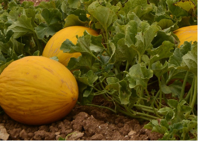 Amarillo Oro Melon 25 - 100 - 200 Seeds Winter Canary melon Yellow Gold