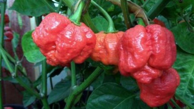 Combo Pack: Carolina Reaper Red & White, Red Ghost Pepper, Moruga Scorpion, Red Scotch Bonnet, Peter Pepper, Fresno, Burkina Yellow 125 Seeds Total! Worlds Hottest Chili Peppers!