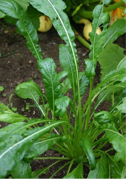 Mibuna Mustard select 100 - 2000 Seeds Strap Leaf MicroGreens Mild Flavor