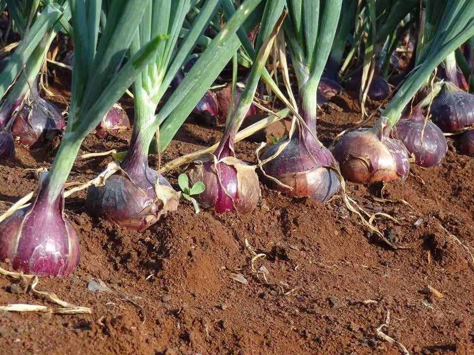 Red Creole Onion 150 - 10,000 Seeds Short day Resistant to Pint Root Rot long shelf life
