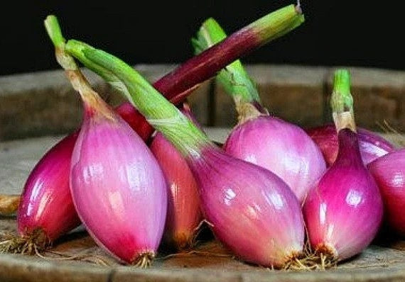 Red Torpedo onion 150 - 2 Oz Seeds Sweet Intermediate Rossa di Tropea