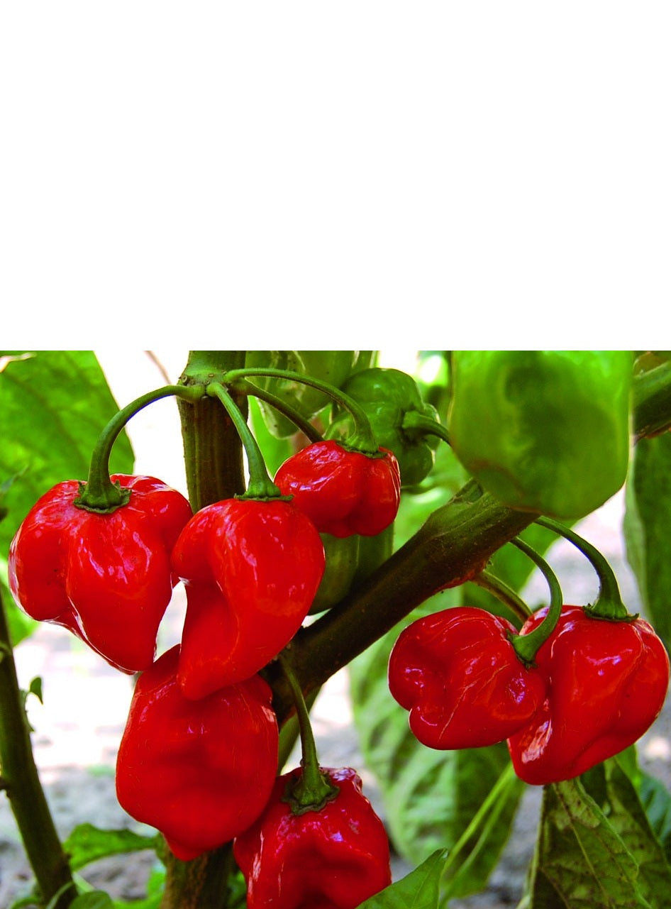 Habanero Carribbean Red Hot Pepper 15 - 200 - 1000 Seeds Bulk Lot Hot Sauce Recipe in description