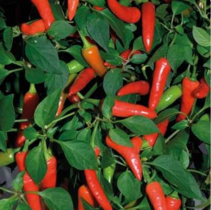 Fresno Chili Hot Pepper 15 - 100 Seeds Heavy Producer Smokey Flavor