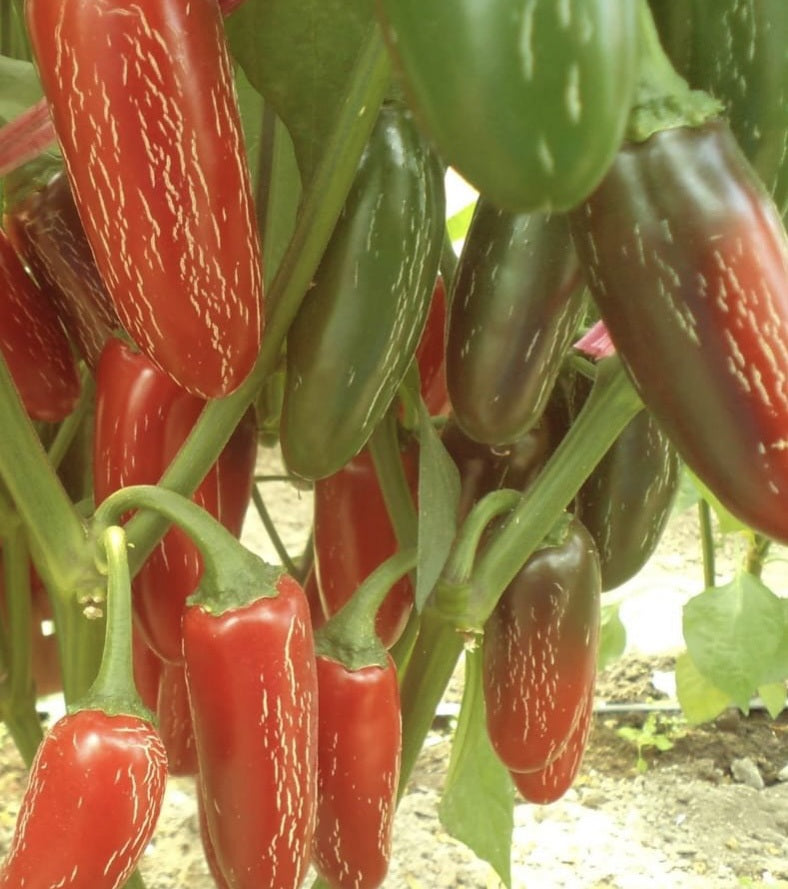 Jalapeno Tam Hot Pepper 25 - 4000 Seeds Mild Great for Containers!