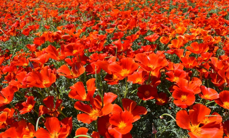 California Poppy Red Chief 500-2000 - 5000 Seeds Wildflower Wild Drought Tolerant