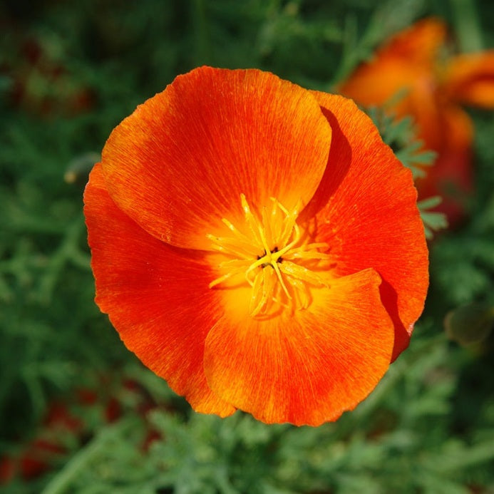 California Poppy Red Chief 500-2000 - 5000 Seeds Wildflower Wild Drought Tolerant