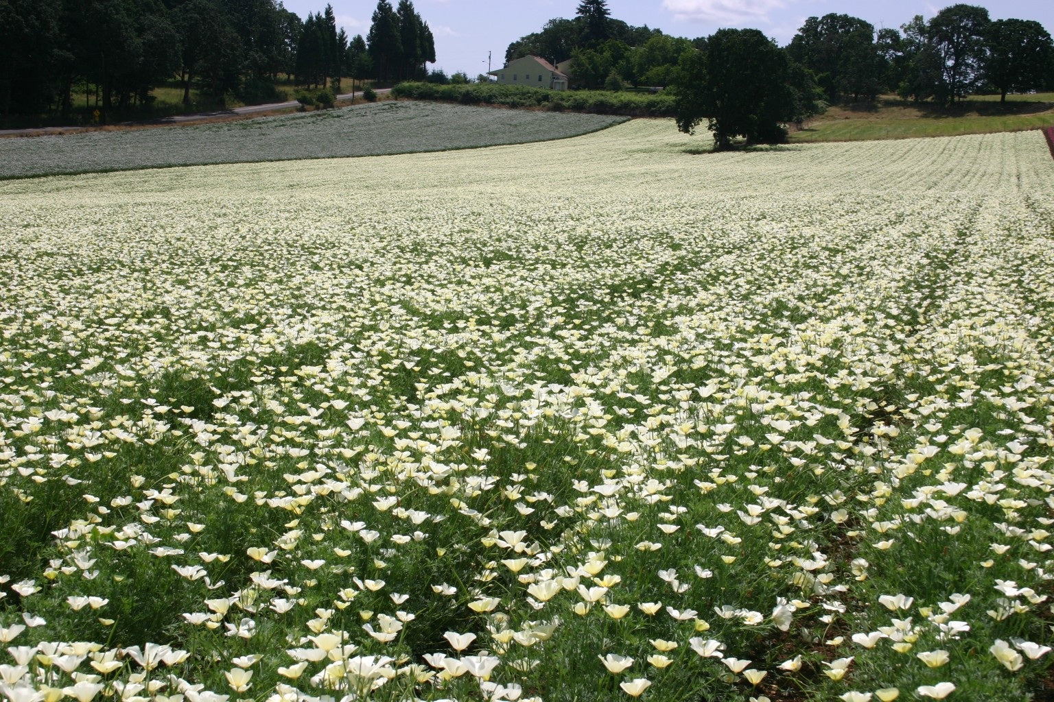 California Poppy White Linen 500 - 5000 Seeds Wildflower wild drought tolerant