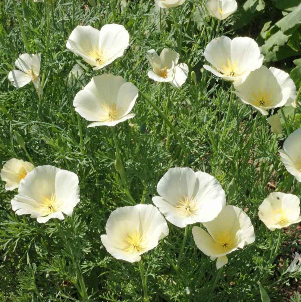 California Poppy White Linen 500-2000 - 5000 Seeds Wildflower Wild Drought Tolerant