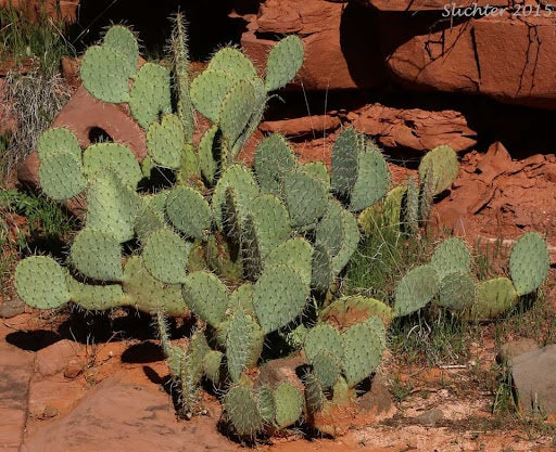 Prickly pear 10 - 100 - 1000 Seeds Engelmann's Cactus Apple Opuntia engelmannii Kern beavertail