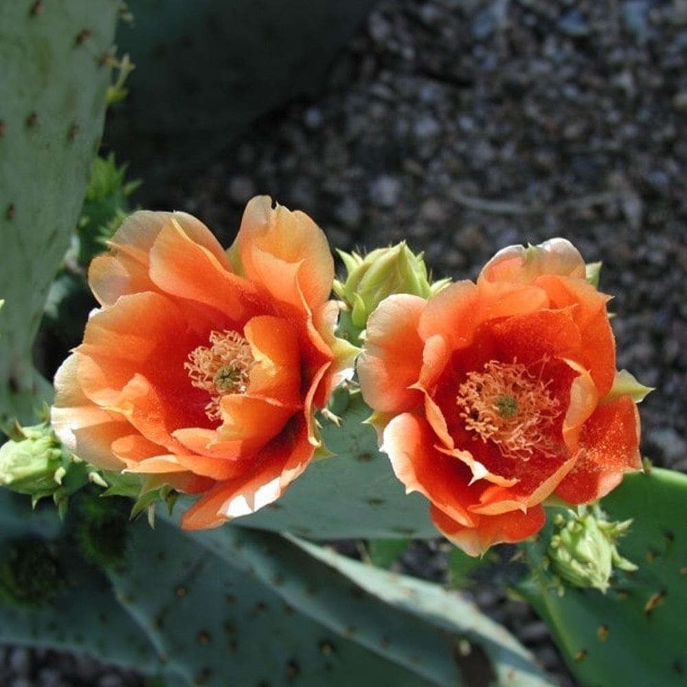 Prickly pear 10 - 100 - 1000 Seeds Engelmann's Cactus Apple Opuntia engelmannii Kern beavertail