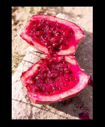 Prickly pear 10 - 100 - 1000 Seeds Engelmann's Cactus Apple Opuntia engelmannii Kern beavertail