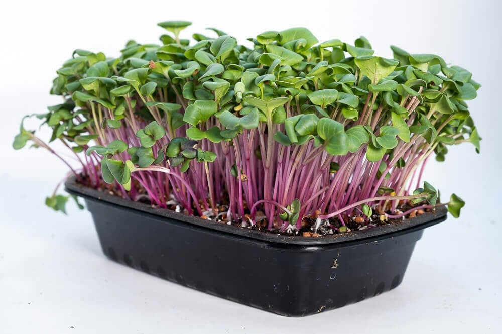 China Rose Radish Seeds select 100 - 500 - 1000 - 5000 Seeds Kaiware Winter Radish Microgreens