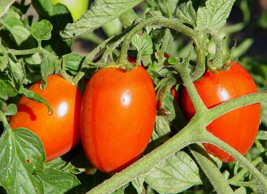 Combo Pack TOMATO seeds super rare Giant delicious zebra rainbow brandywine beefsteak tiny cherry