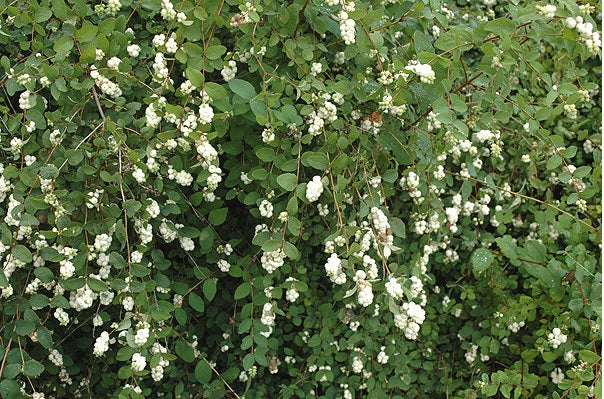 Common Snowberry 20 - 100 - 500 Seeds Wax Berry Ornamental Shrub Forage