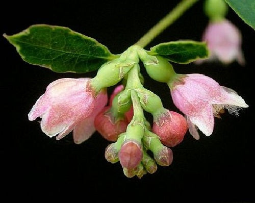 Common Snowberry 20 - 100 - 500 Seeds Wax Berry Ornamental Shrub Forage