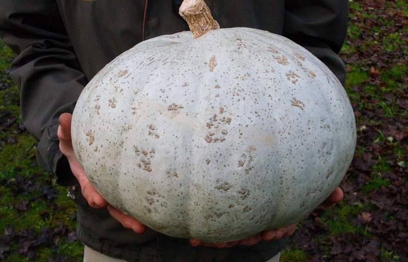 Sweet Meat Winter Squash 10 - 100 Seeds High Yielding Vigorous vines Pumpkin Pie!