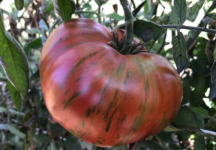 Tomato Seeds Variety list Rare Big Beefsteak Yellow Pink White Brandywine Cherry