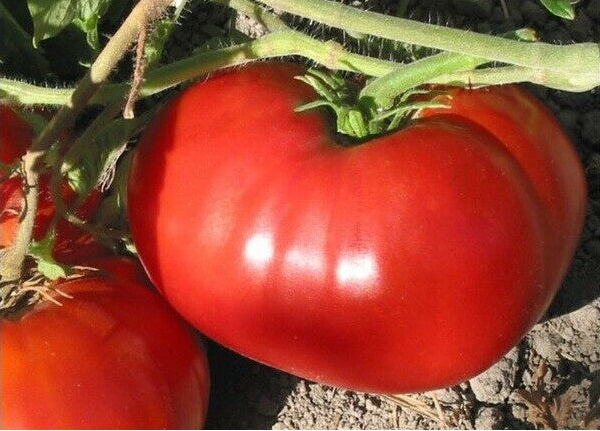 Tomato Seeds Variety list Rare Big Beefsteak Yellow Pink White Brandywine Cherry