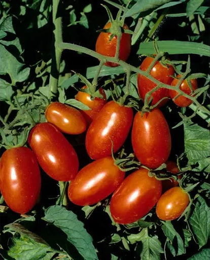 Red Roma Tomato 50 - 500 - 4000 Seeds Paste Sauce High yielding Heirloom