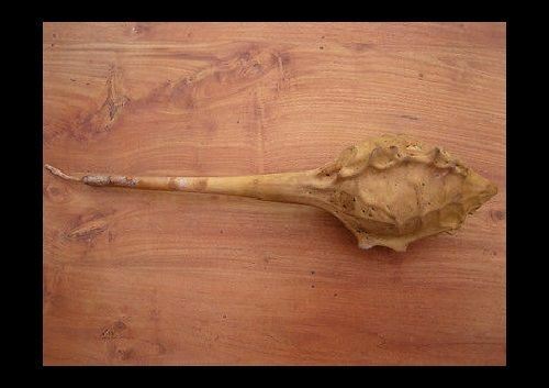 10 Seeds Caveman's Club Gourd Fresh heirloom beautiful unique Arts & Crafts Big