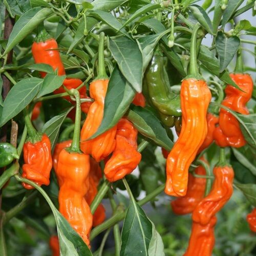10 Seeds Peter Pepper ORANGE Heirloom Hot XXX chili Hilarious Rare unique Gift!