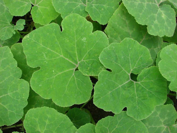 10 Seeds Shark Fin Melon Chilacayote Fig Leaved Malabar Gourd Heirloom Very Rare