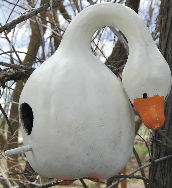 10 seeds Birdhouse Gourd Bottle Heirloom Fresh Beautiful Arts & Crafts Project