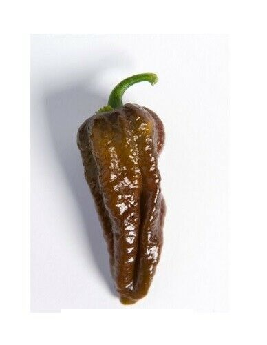 10 seeds Chocolate Habalokia Hot Pepper Ghost Pepper x Habanero 800,000 SHU RARE