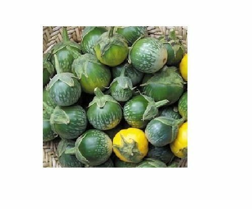 15 seeds Green Tiger Stripe Eggplant Lao Thai small Aubergine Brinjal