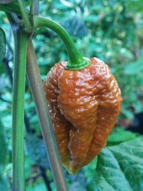 100 Chocolate Brown Bhutlah Seeds Fresh World Record Bhut Jolokia x Douglah HOT!