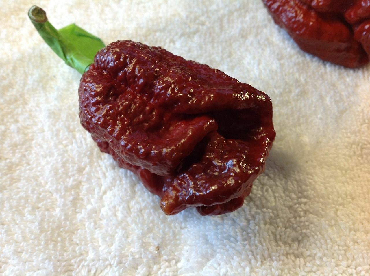 100 Chocolate Brown Bhutlah Seeds Fresh World Record Bhut Jolokia x Douglah HOT!