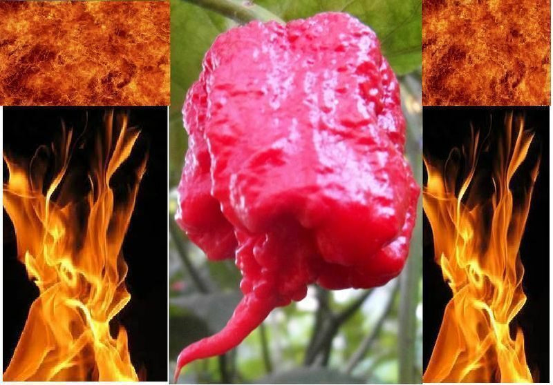 1000 Carolina Reaper Seeds HP22B Hottest pepper on Earth! World Record Wholesale