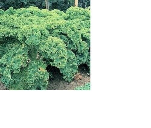 1000+ KALE VATES BLUE CURLED Seeds (Dwarf Blue Scotch) Healthy Greens Garden