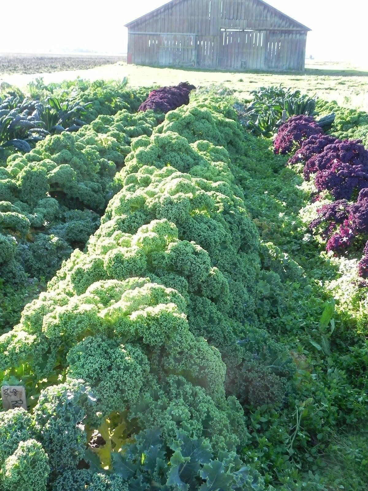 1000+ KALE VATES BLUE CURLED Seeds (Dwarf Blue Scotch) Healthy Greens Garden
