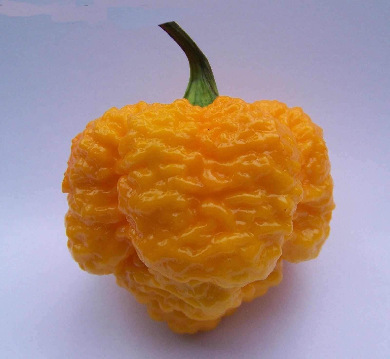 1000 seeds Trinidad 7 POD (Pot) Yellow chili hottest!! pepper world record rare