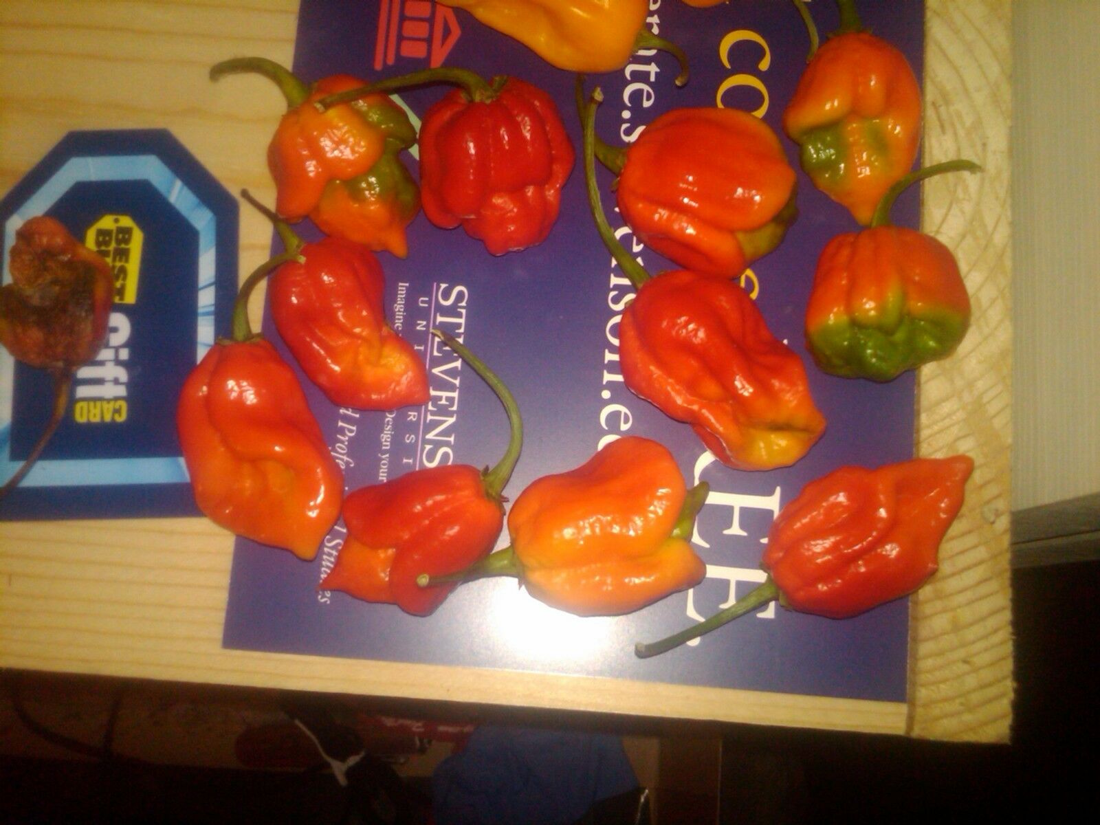 15 Seeds Trinidad Scorpion BUTCH T Red Worlds Hottest! WHOLESALE PRICE RARE Pepper