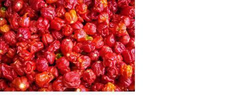 15 Seeds Trinidad Scorpion BUTCH T Red Worlds Hottest! WHOLESALE PRICE RARE Pepper