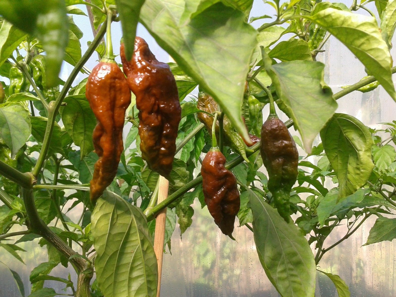 15 seeds Chocolate Brown Bhut Jolokia Ghost Pepper Guiness World Record Hot RARE