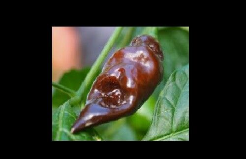 15 seeds Chocolate Devil's Tongue super RARE! Extreme Hot Pepper Great for Powder