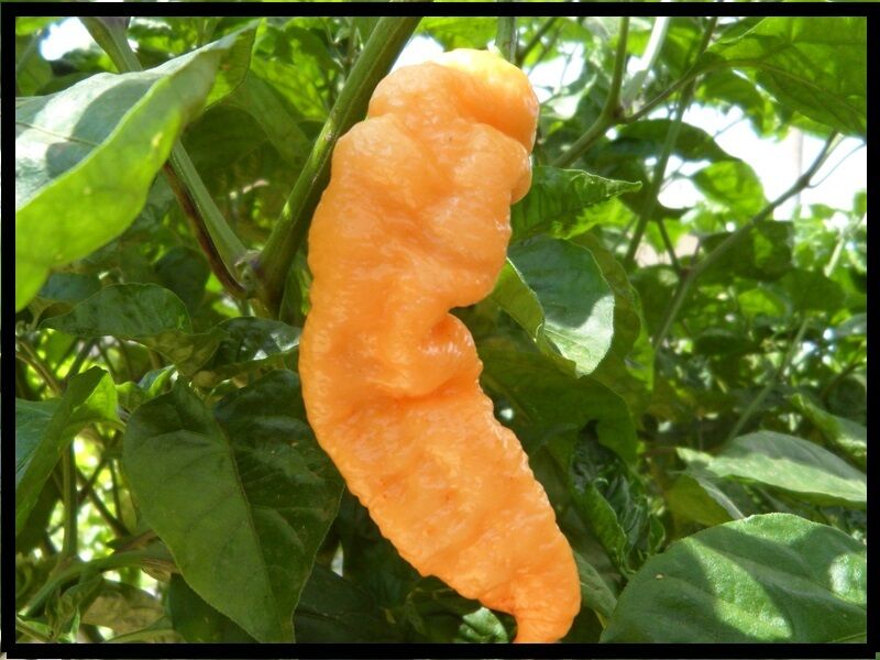 15 seeds Peach Bhut Jolokia Ghost Pepper Extremely HOT chili Rare plant Heirloom