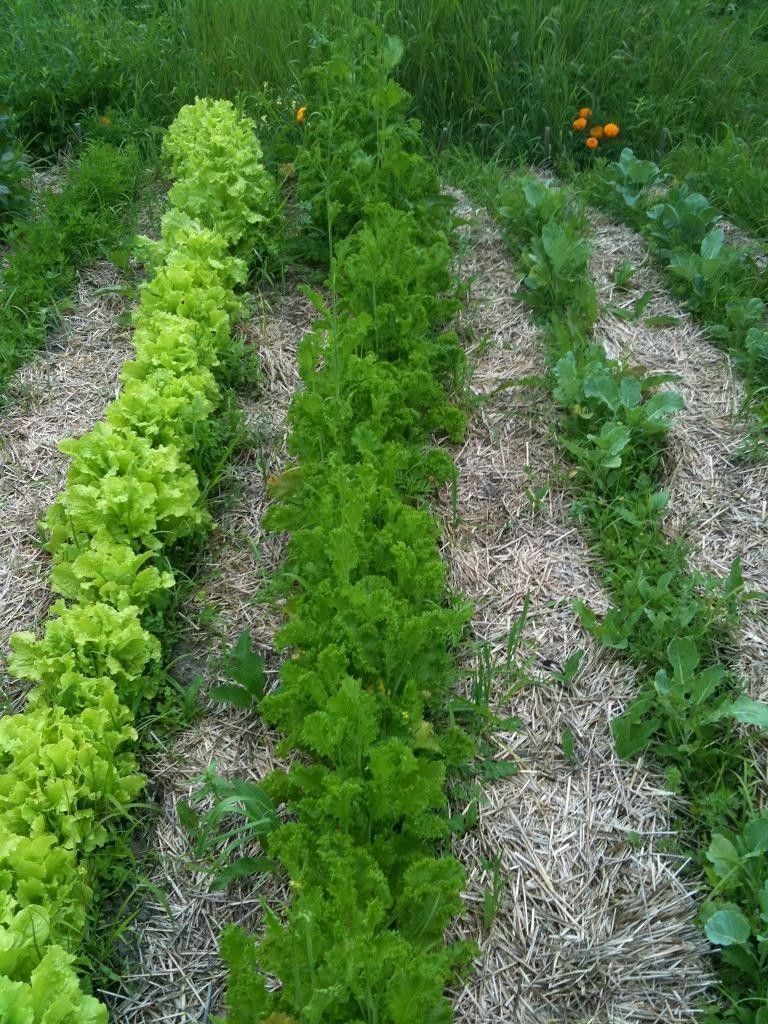 150+ seeds Each: Southern Giant Curled & Red Giant Mustard Heirloom Delicious