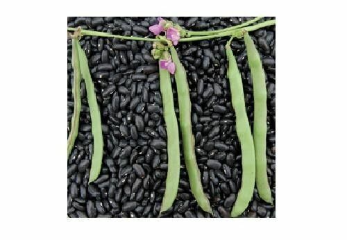 20 Cherokee Trail of Tears Black Beans Seeds ~ taste of history ~OP Heirloom Seed