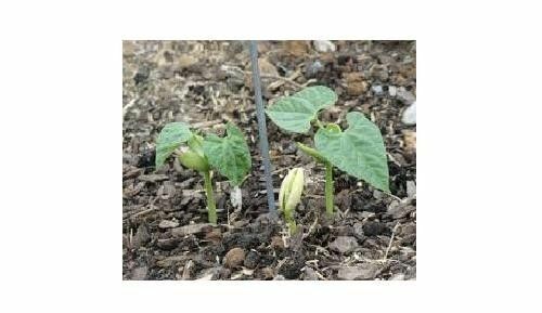 20 Cherokee Trail of Tears Black Beans Seeds ~ taste of history ~OP Heirloom Seed