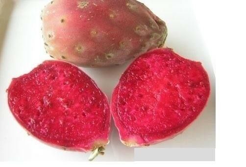 10 RED Cactus Prickly Pear Seeds Opuntia ficus indica Indian Fig Sabras  Fruit