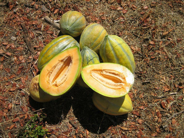 Bidwell Casaba 20 - 100 Seeds Melon Cantaloupe Large HUGE Heirloom Massive 16 lbs!