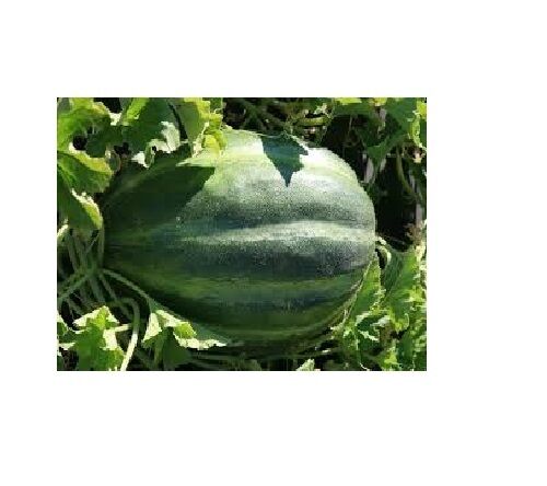 Bidwell Casaba 20 - 100 Seeds Melon Cantaloupe Large HUGE Heirloom Massive 16 lbs!
