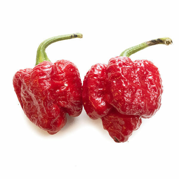 20 seeds Trinidad 7 pot (pod) Brain Strain RED hot pepper Extreme Rare Heirloom